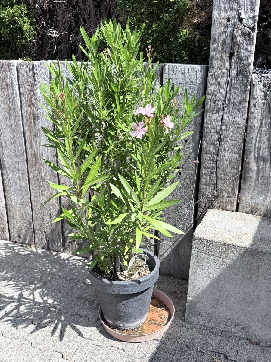 Piante & sementi: Oleander Pflanze rosa blühend im Topf – Usato da Wohlen AG venduto da NincoA-Z