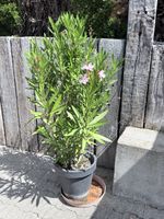 Oleander Pflanze rosa blühend im Topf