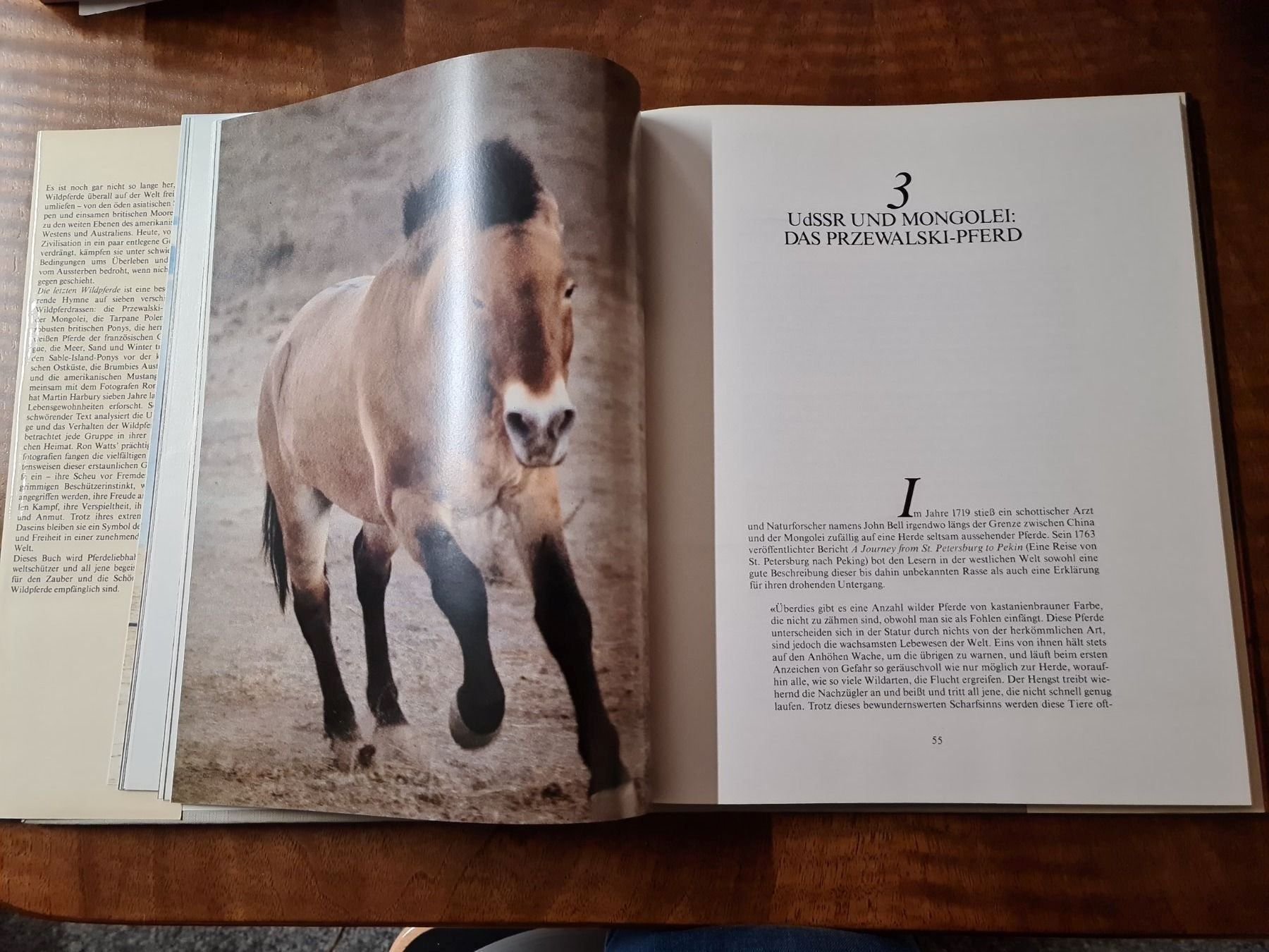 Libri: Die letzten Wildpferde – Usato da Erstfeld venduto da Mario_boe0 3