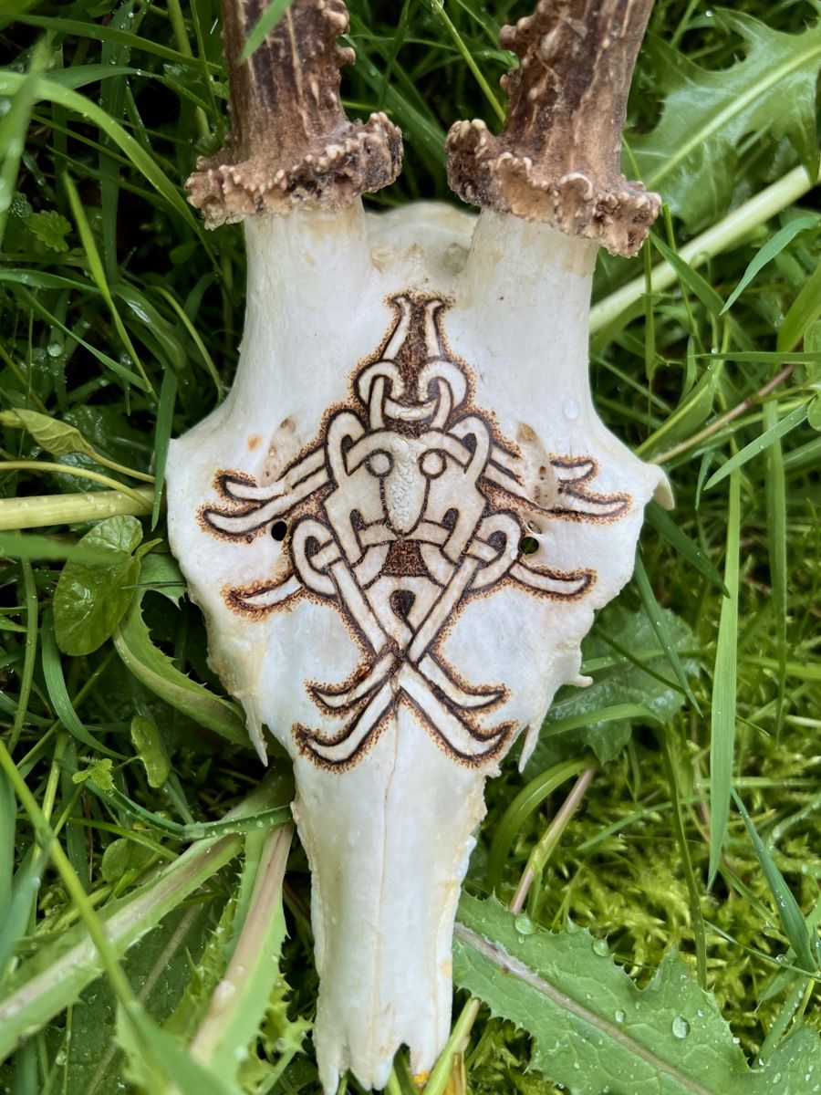 Altre raccolte & rarità: Rehbock-Schädel Mammen Stil – Usato da Sternenberg venduto da Coocoo 2
