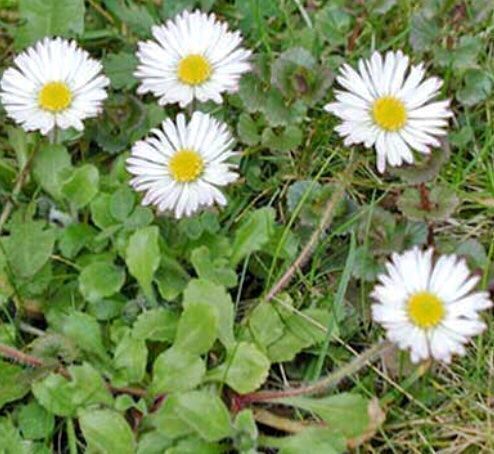 Piante & sementi: Ab 5.- fr 10 SAMEN Wildes Gänseblümchen – Nuovo e nell'imballaggio originale da Rovio venduto da POSITIFFARTandPLANTS 2