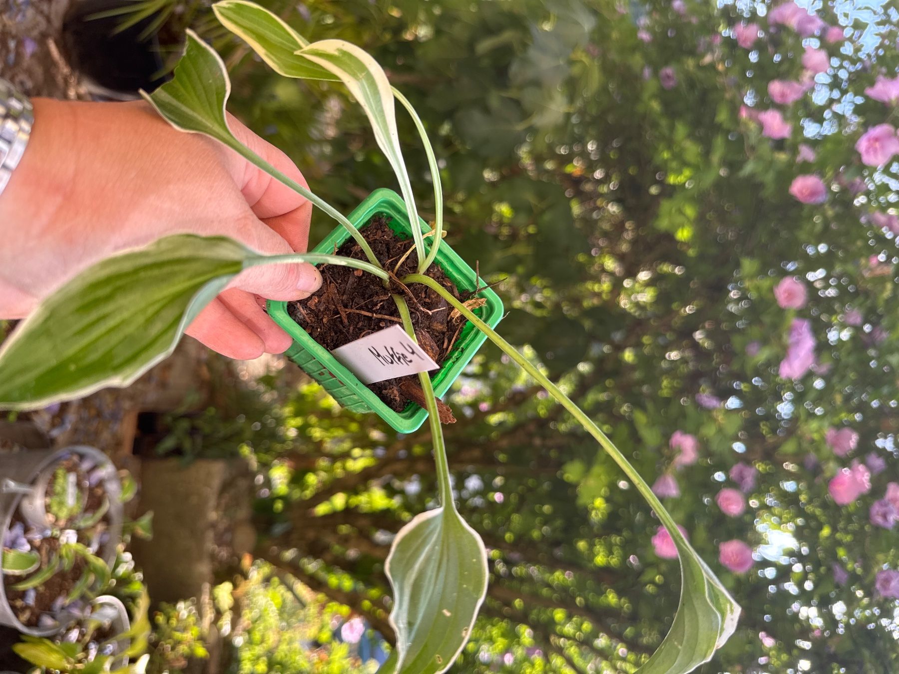 Pflanzen & Samen: Hosta muffie 4 – Gebraucht aus Lajoux JU von Briard0 1