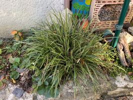 Graminée environ 40cm de haut carex panache