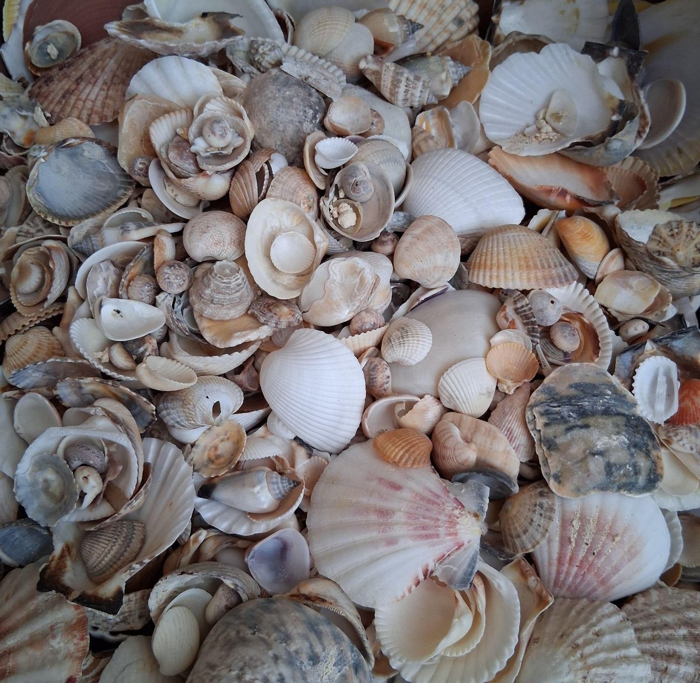 Tutte le decorazioni: Diverse Muscheln für Deko oder Basteln – Usato da Winterthur venduto da sursulapitschi01 1