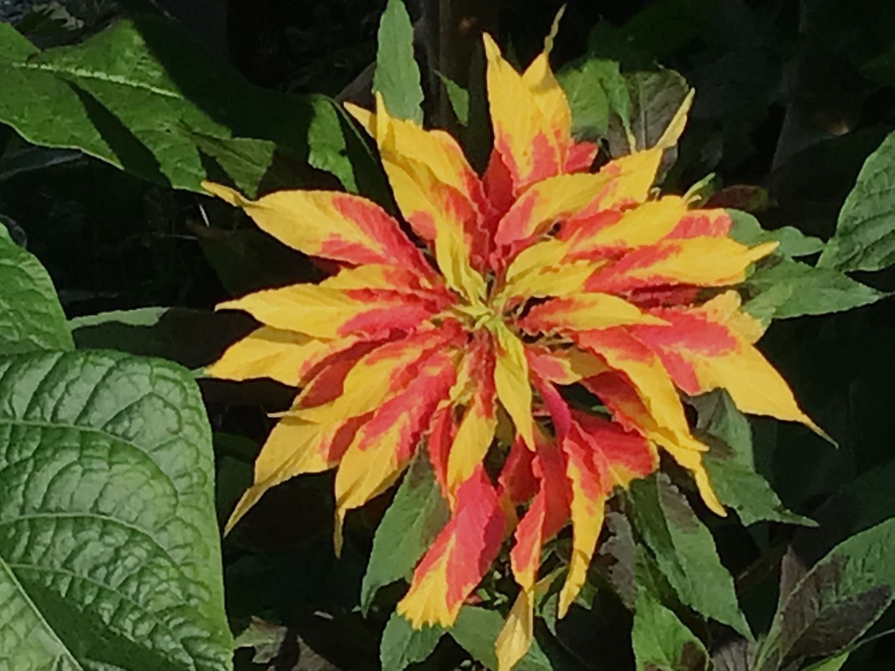 Pflanzen & Samen: Sommerblumen Mix 8 Pflanzen – Gebraucht aus seon von Agnom 5