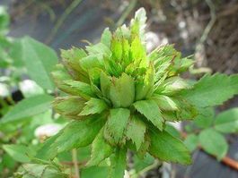 Rosier de collection VERTE !  (boutures)