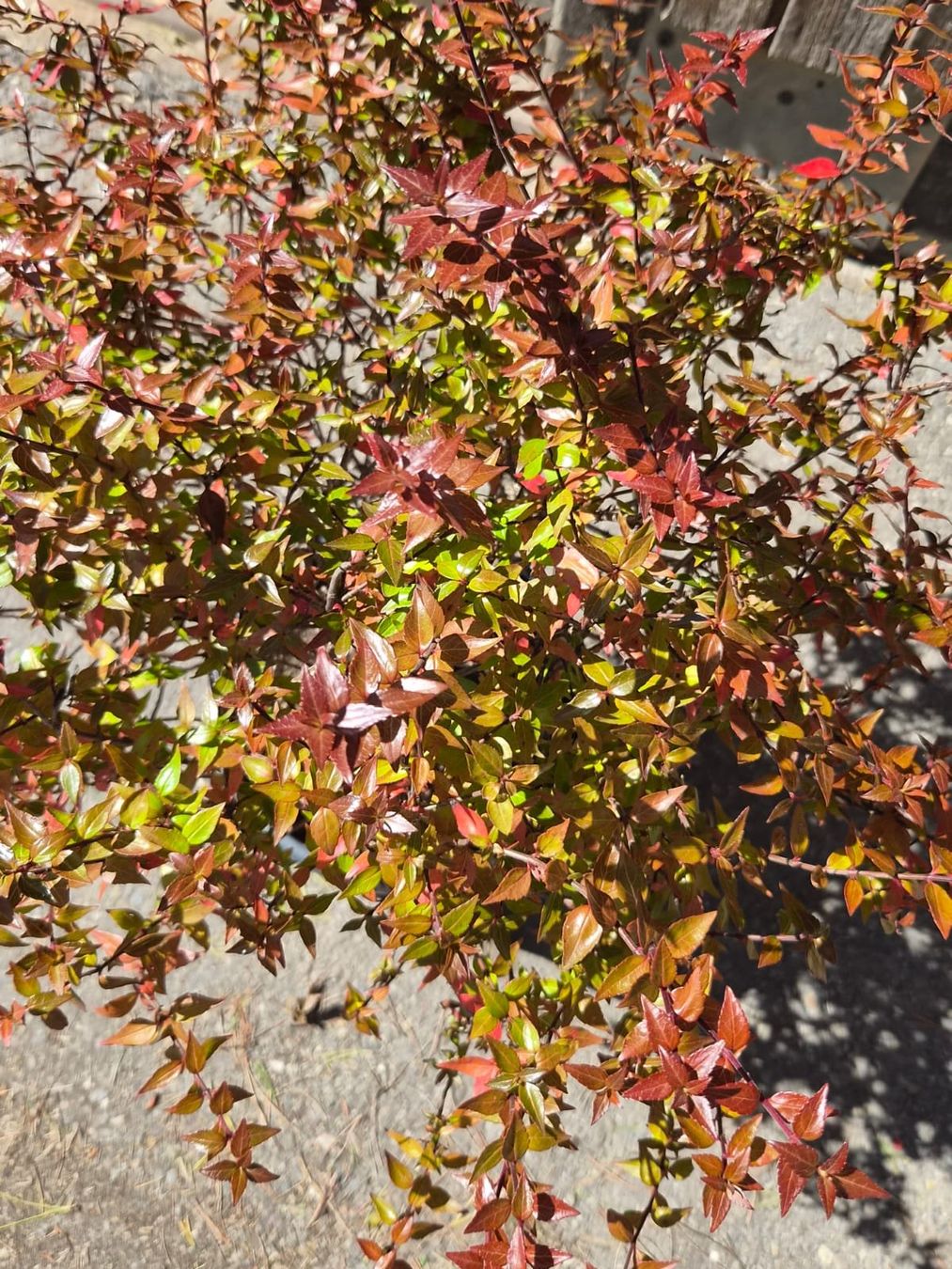 Plantes & graines: wunderschöne Abelia grandiflora 'Compacta' Pflanze – D'occasion à Forch par WeberC 2
