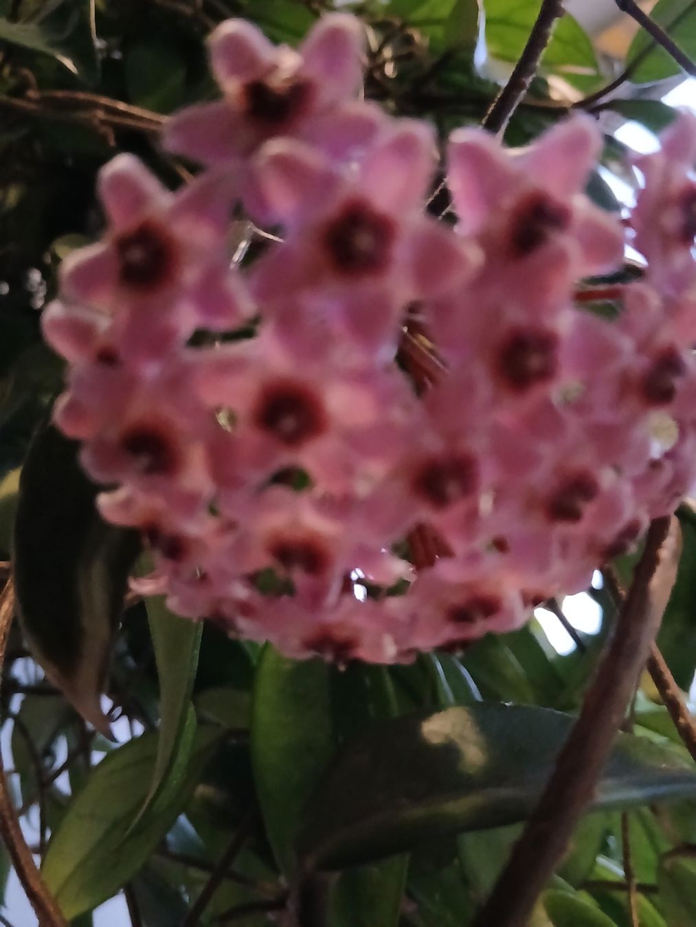 Plantes & graines: Hoya – D'occasion à Zürich par Pizzu1 4