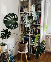 Grosse Monstera Deliciosa (Fensterblatt) inkl. Übertopf