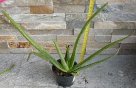 Aloe Vera ca 35 cm