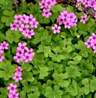3 adulte Pflanzen: OXALIS ARTICULATA. D: 20-30 cm; H 20 cm