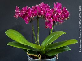 Doritaenopsis Purple - Orchidee mit charmanten Blüten