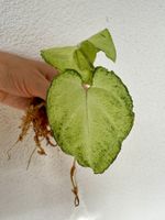 Syngonium podophyllum – rooted cutting 🌱