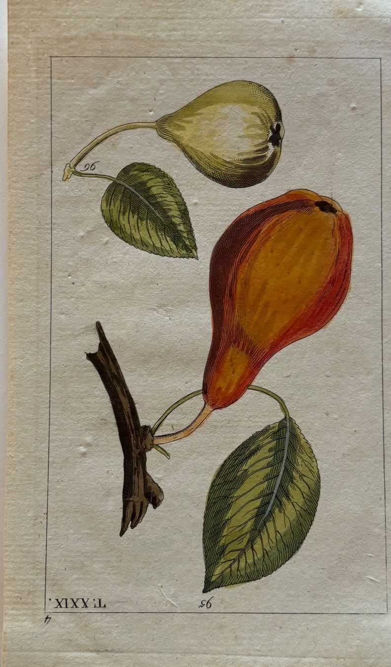 Grafica & Litografie: Kolorierte Lithographie, antik - Obst, Birne – Usato da Frauenfeld venduto da Merk52