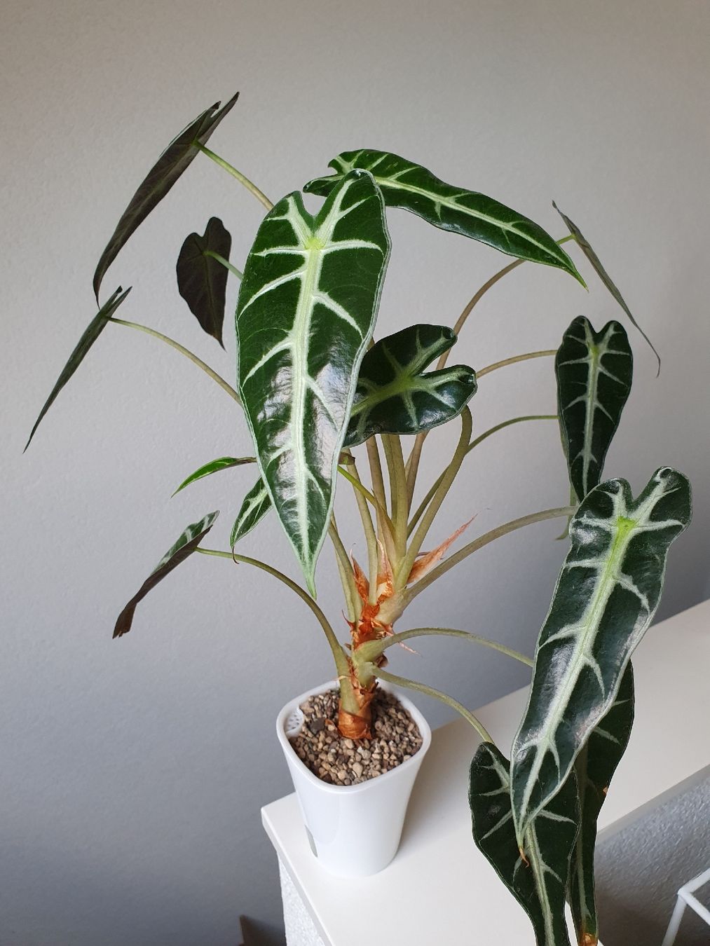 Pflanzen & Samen: Alocasia Bambino – Gebraucht aus Erlinsbach SO von Lea030