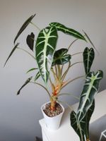 Alocasia Bambino