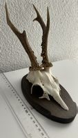 Dekorativer Rehbock-Schädel auf Holzbrett