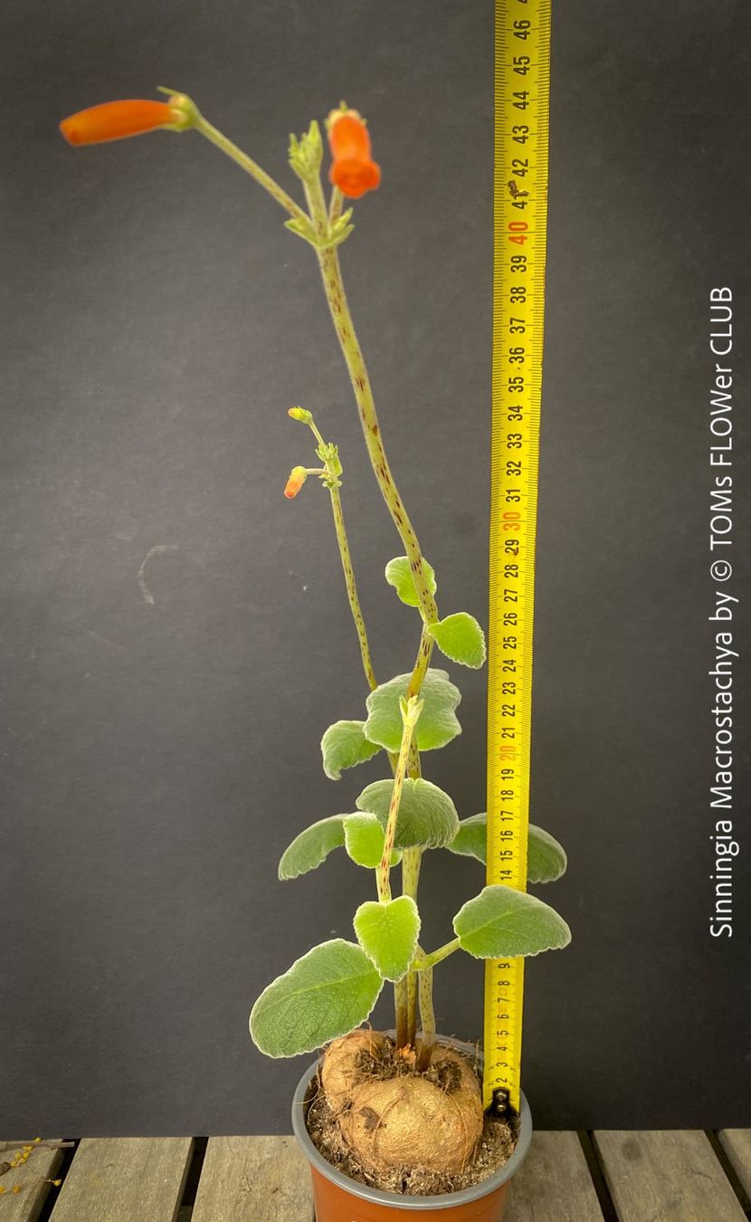 Plantes & graines: Sinningia Macrostachya - einzigartige Blütenpflanze – Neuf avec emballage d'origine à Adliswil par astom369 4