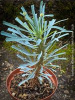 Euphorbia Multiflora - echtes Juwel für Sukkulenten-Freunde