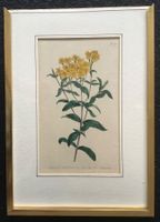 Kupferstich kol. 1804 Curtis Tafel 740 Glänzende Tagetes