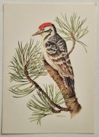 VOGEL – KLEINSPECHT / OISEAU – PIC ÉPEICHETTE