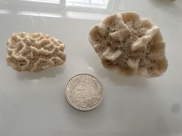 Maritime Deko: 2 echte Steinkorallen / Hirnkorallen (Sammler