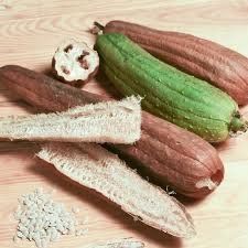 Piante & sementi: Courge éponge végétale (graines blanches)  10g – Nuovo (secondo la descrizione) da Bremblens venduto da FIBONACCI369 1