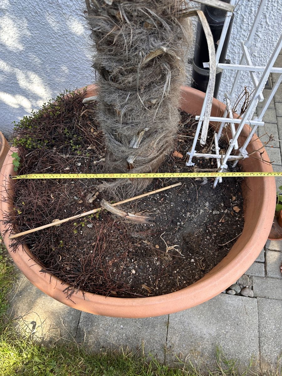 Töpfe: Grosser Terrakotta Blumentopf mit Motiv – Gebraucht aus Berneck von iva_7nv6 1