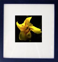 Fotografie: Gelbe Blume I