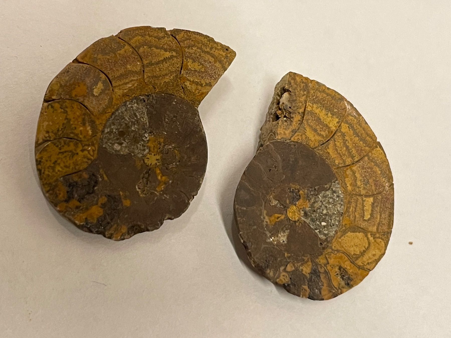 Fossili: Ammonit Paar / Fossil Stein – Nuovo (secondo la descrizione) da Rümlang venduto da baselsale1 1