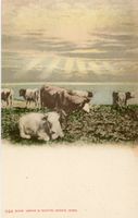 Schweiz  CH  -   Kühe / vaches     ca.  1 9 0 0