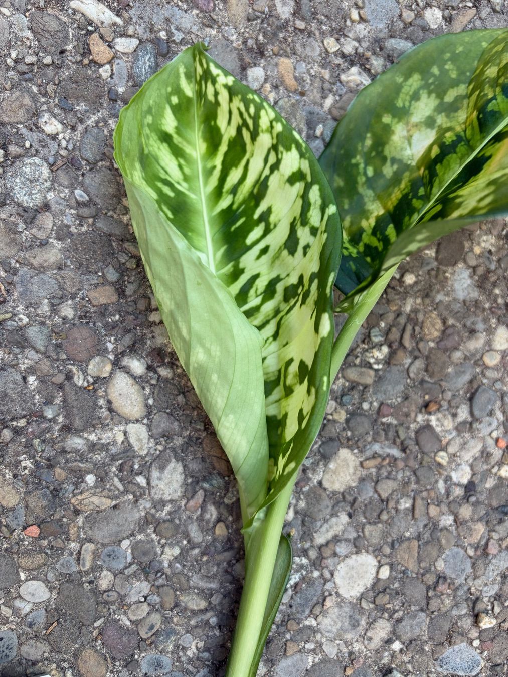 Pflanzen & Samen: Dieffenbachia reflector, bewurzelter Stammsteckling – Neu (gemäss Beschreibung) aus Winterthur von Aniger 4