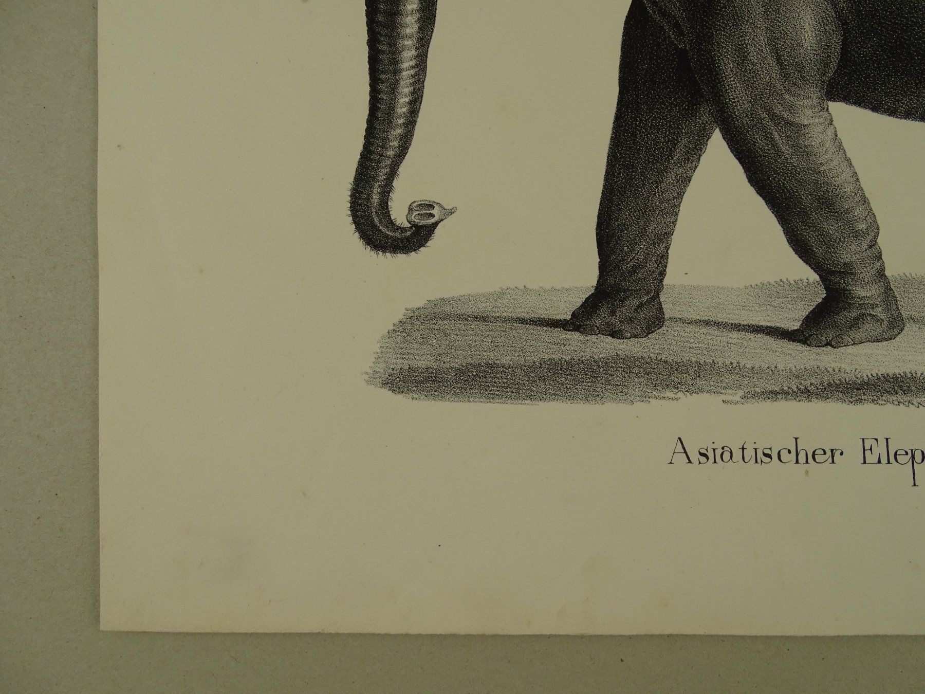 Stiche: ASIATISCHER ELEFANT, LITHOGRAPHIE UM 1840 – Gebraucht aus Grüningen von Kartensammler 2