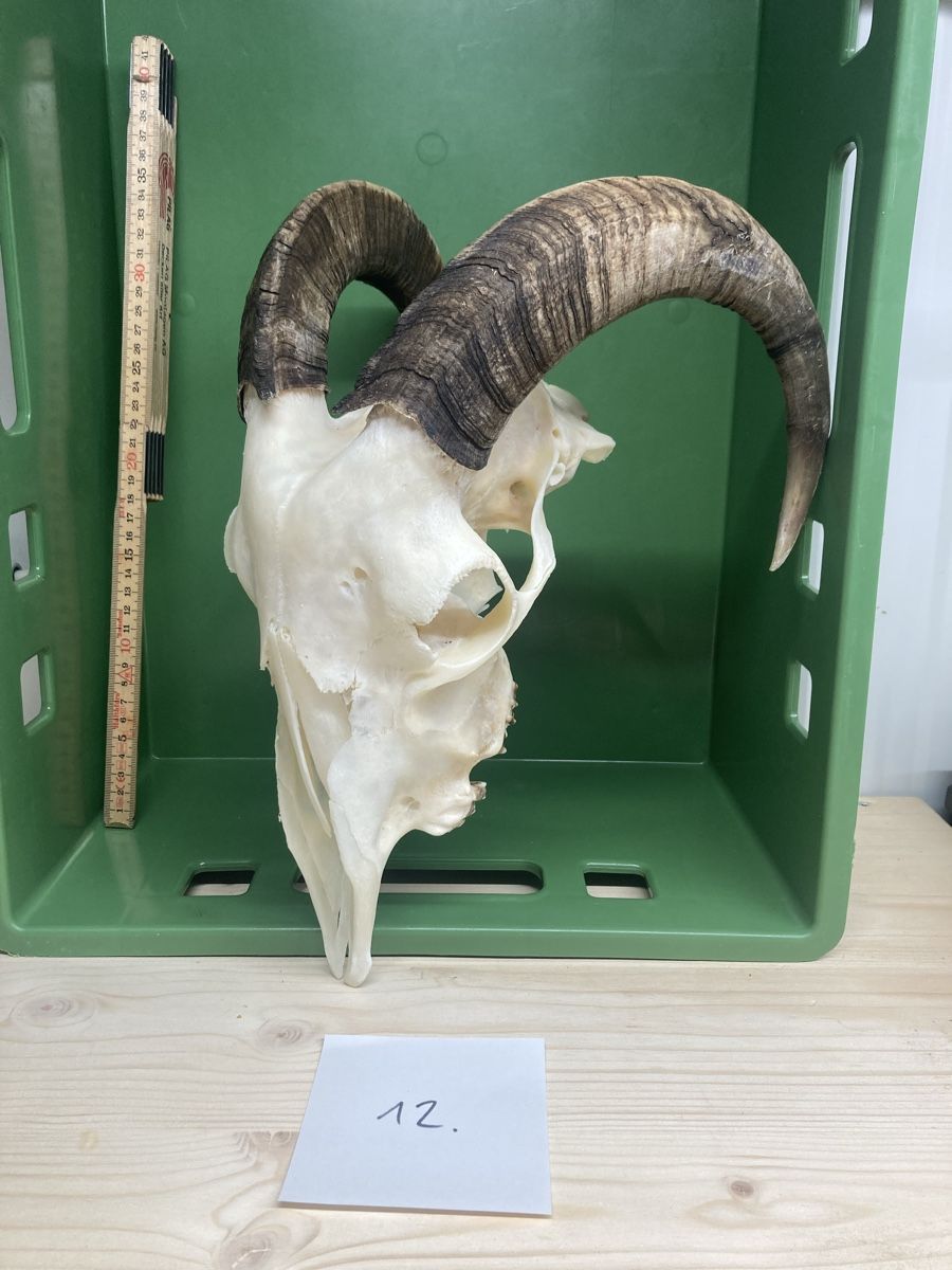 Toutes les décorations: Schädel – D'occasion à Menznau par ric_7wwk