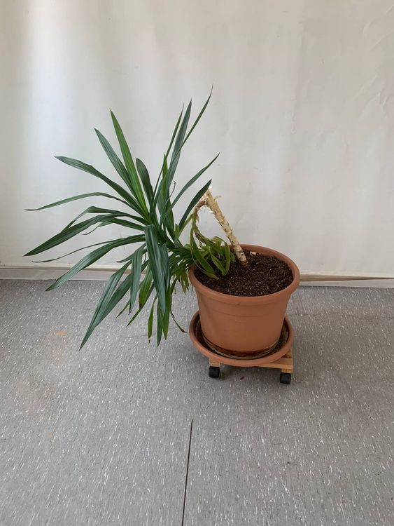 Yucca Palme Pflanze L 5359 Kaufen auf Ricardo