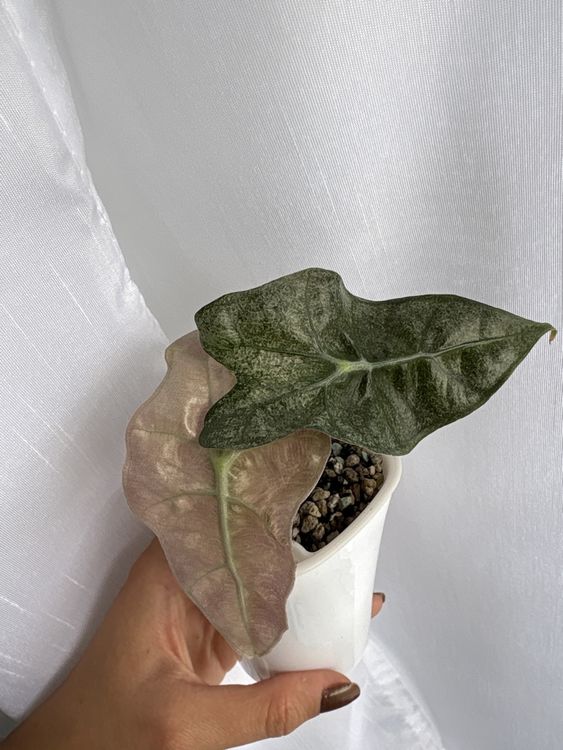 Alocasia Polly Pink Mint (Neu (gemäss Beschreibung)) in Ebikon für CHF ...