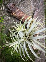 Tillandsia Purpurea in der Hybridenform am PflaumenHolz