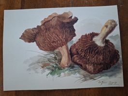 Aquarelle originale: Champignons, signée S. Jmier 1927