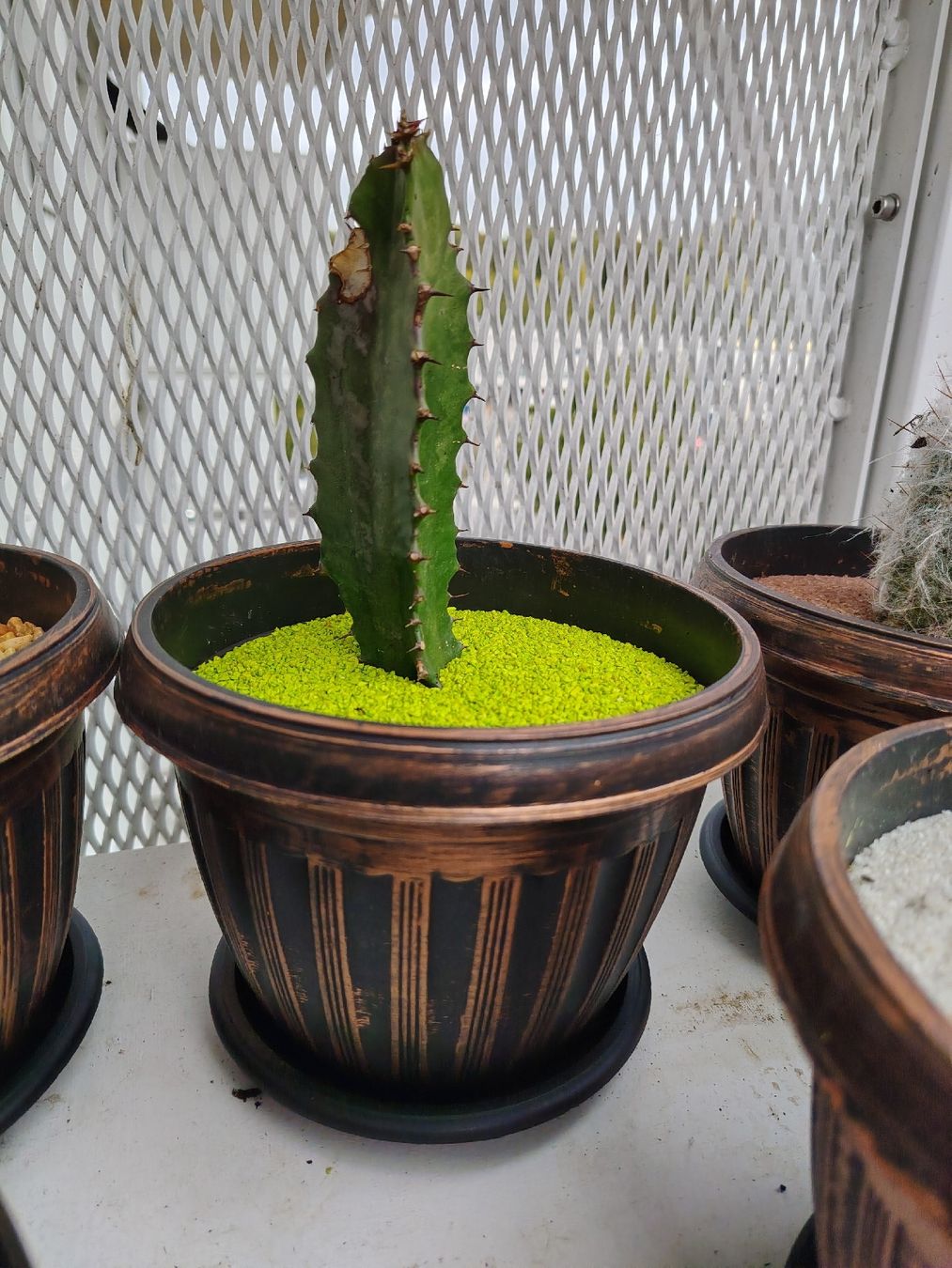 Pflanzen & Samen: cactus différents  – Neu (gemäss Beschreibung) aus Carouge GE von bbi_nkd9 5