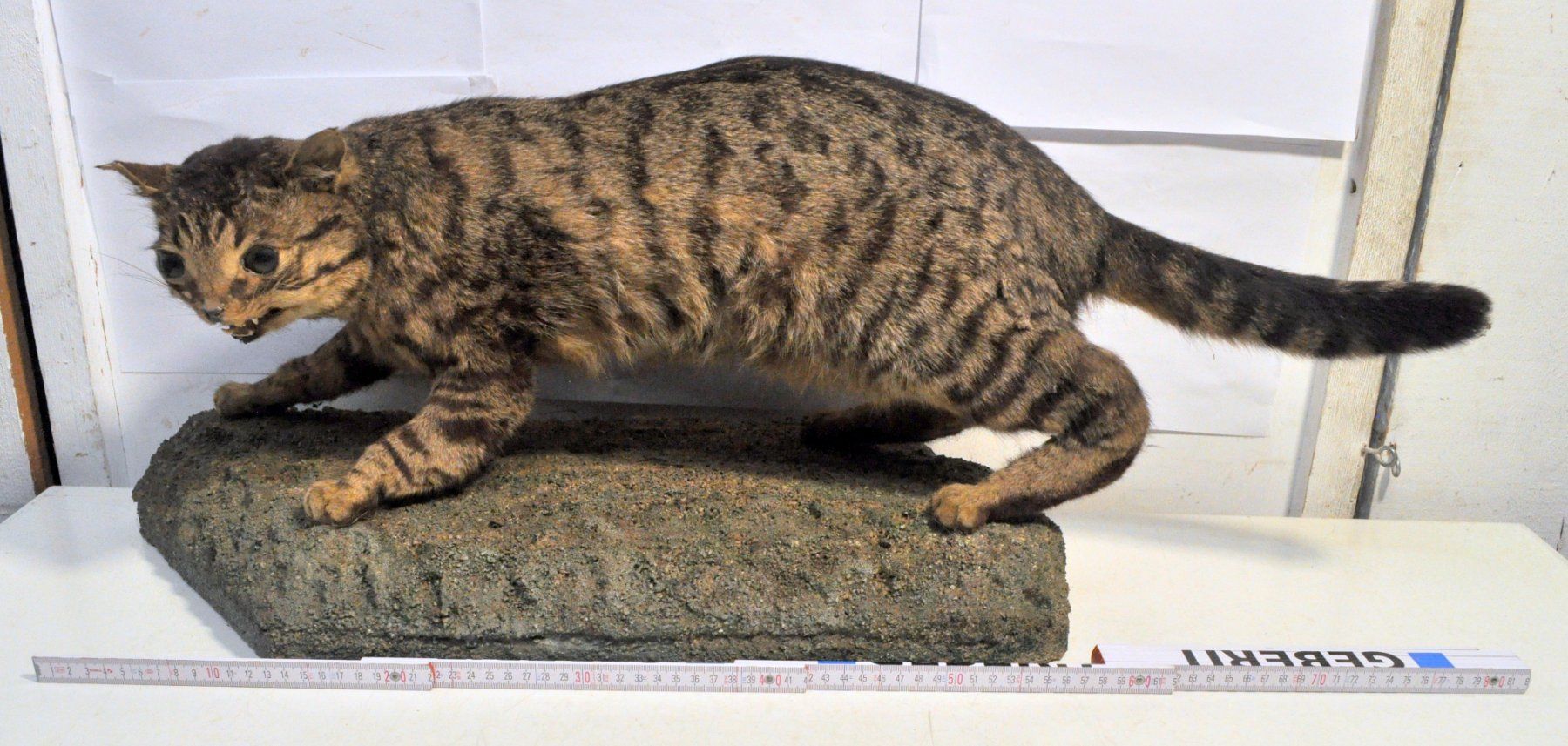 Monde des animaux: Chat forestier naturalisé – D'occasion à Neuchâtel par Neuchatel 1