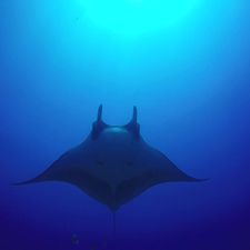 Profile image of dive4fun