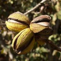 Noyer de pécan - Pacanier  20cm