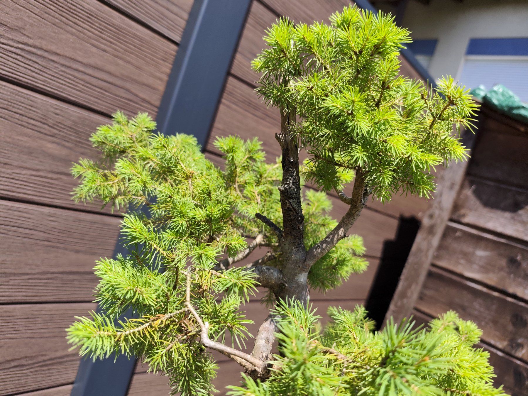 Piante & sementi: Bonsai Rohling Fichte – Usato da Oberwil BL venduto da suaku 4