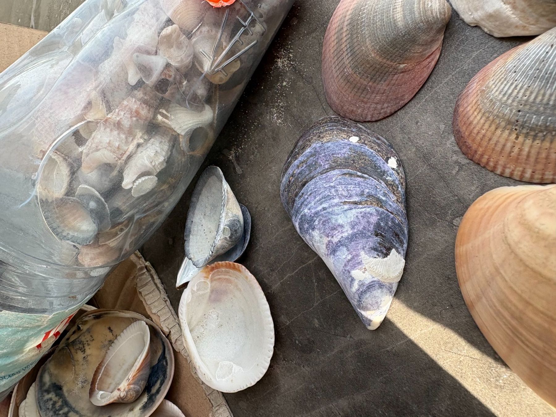 Tutte le decorazioni: Muscheln – Usato da Wauwil venduto da willibilli 2