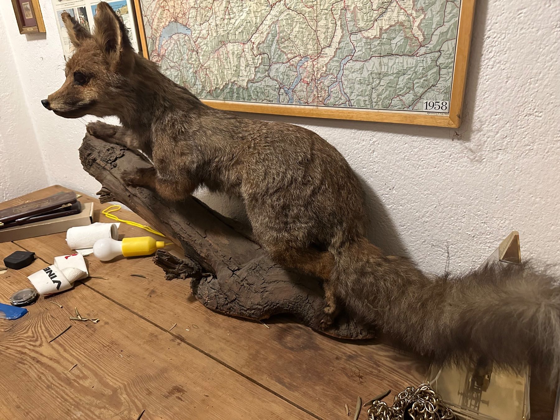Welt der Tiere: Full Size Stuffed Fox – Gebraucht aus Mendrisio von Ul_fonta 2