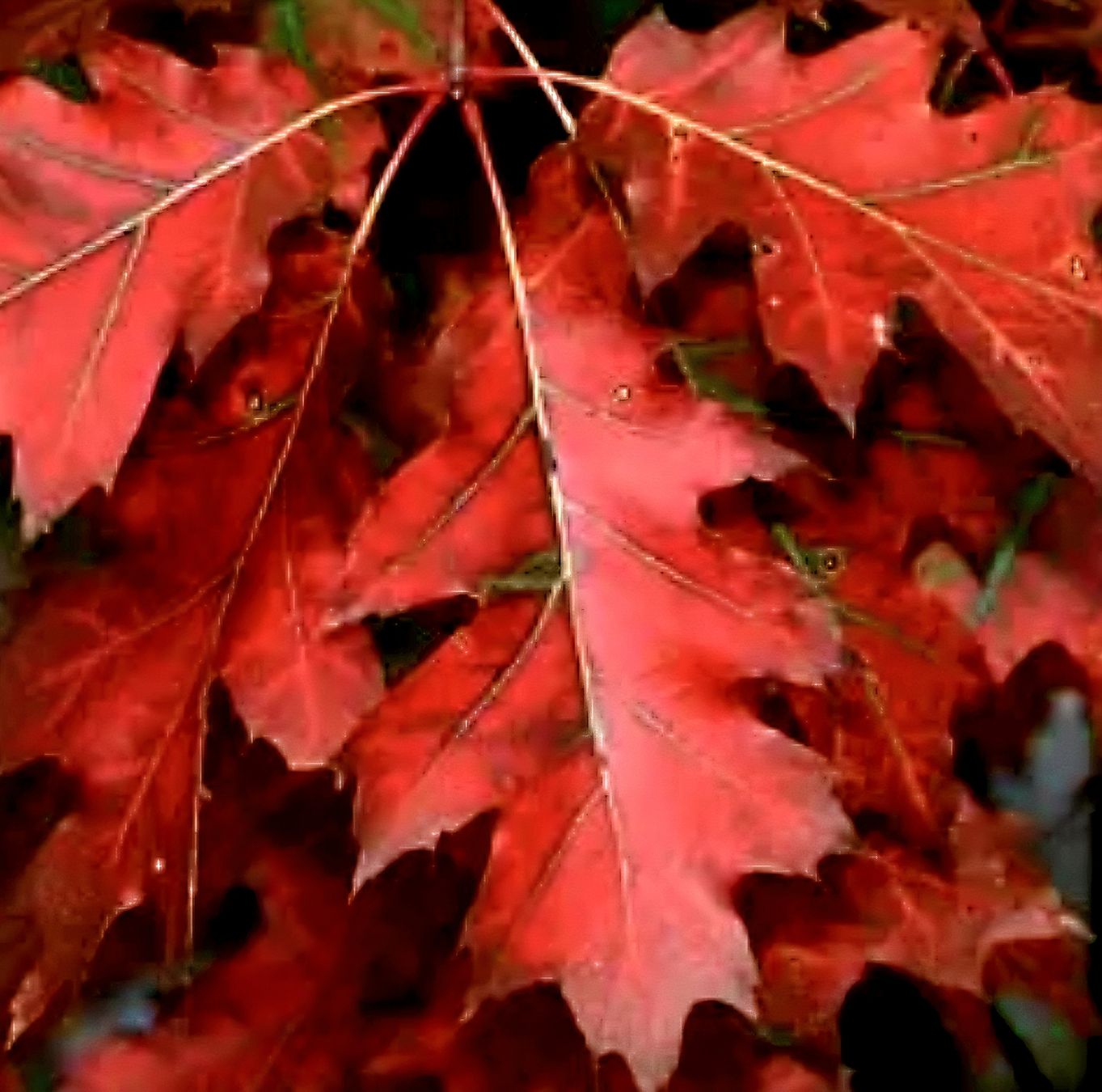 Piante & sementi: 3 Sämlinge Amerikanische rote Eiche 10-20cm : QUERCUS RUBRA – Nuovo e nell'imballaggio originale da Rovio venduto da POSITIFFARTandPLANTS