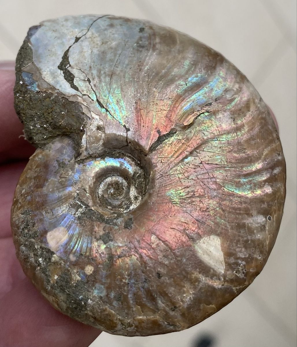 Fossili: Top sehr schöner Ammonit  – Usato da Selzach venduto da 321compac 8