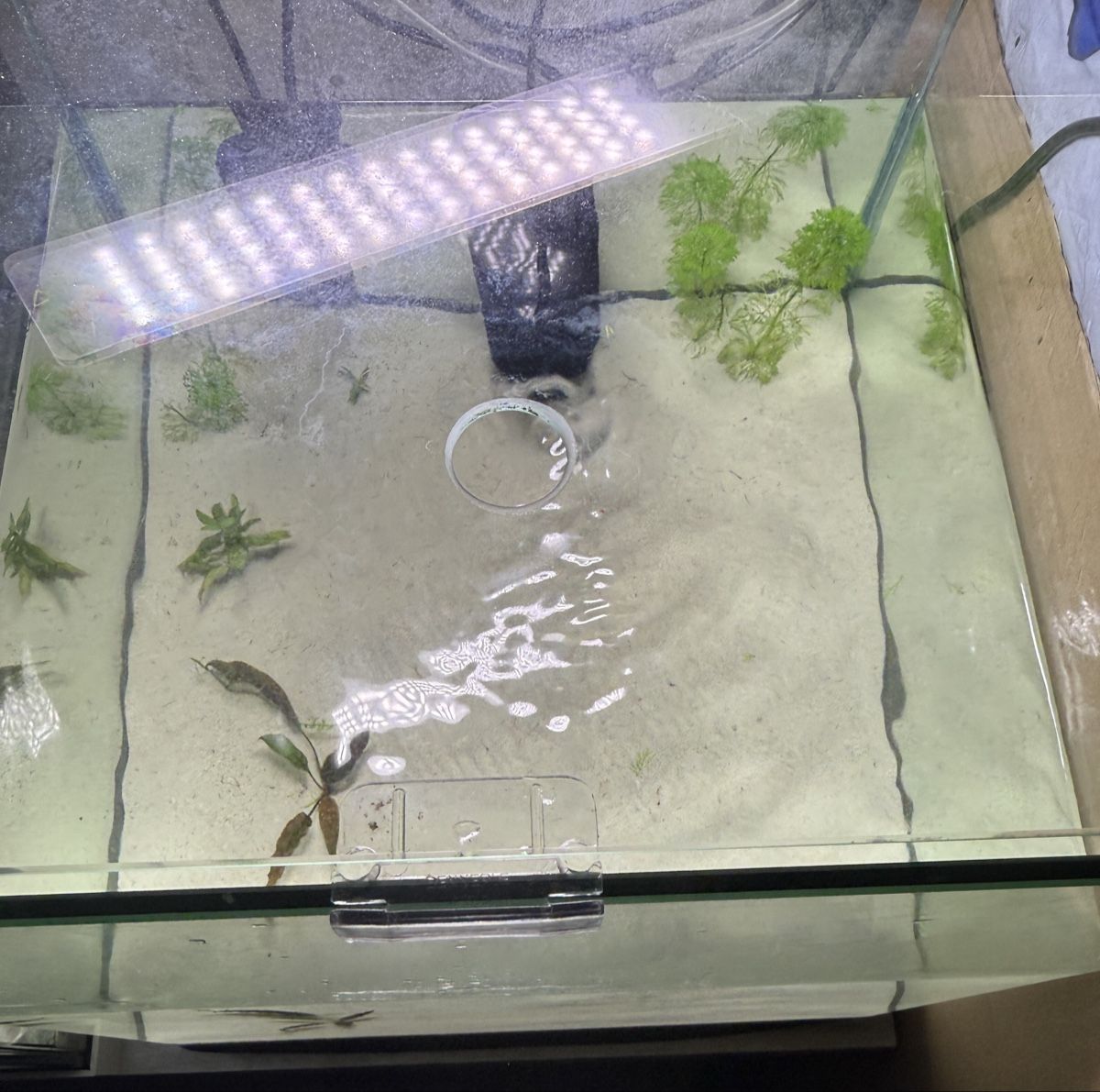 Aquarium: Nano Cube Dennerle 60L Aquarium – Gebraucht aus Winterthur von Lati85 2