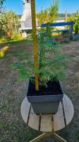 Metasequoia glyptostroboides : urweltmammutbaum