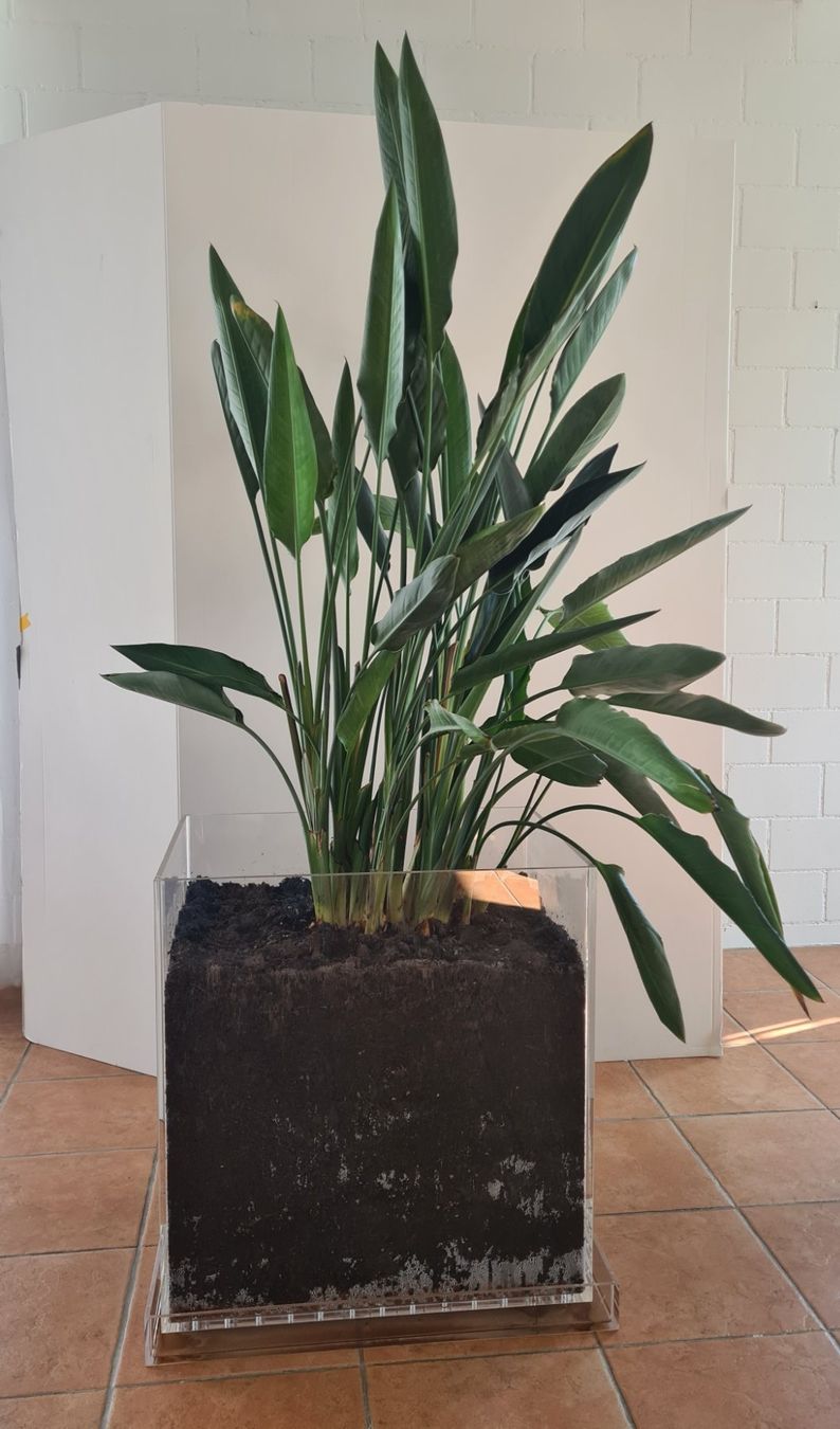 Piante & sementi: Paradiesvogelblume Strelitzia in Plexiglasbehälter – Usato da Stäfa venduto da Vallehondo 1